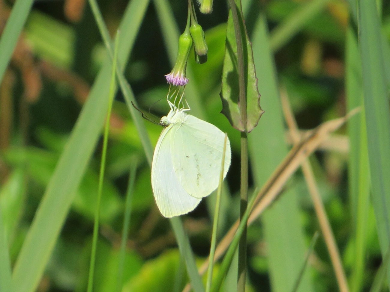 Coliadinae, insetos, fotografado em Maresias, São Sebastião