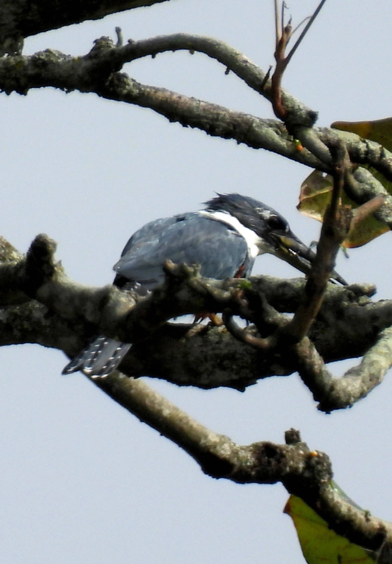 Martim-pescador-grande (Megaceryle torquata), aves, fotografado em Praia da Enseada, São Sebastião