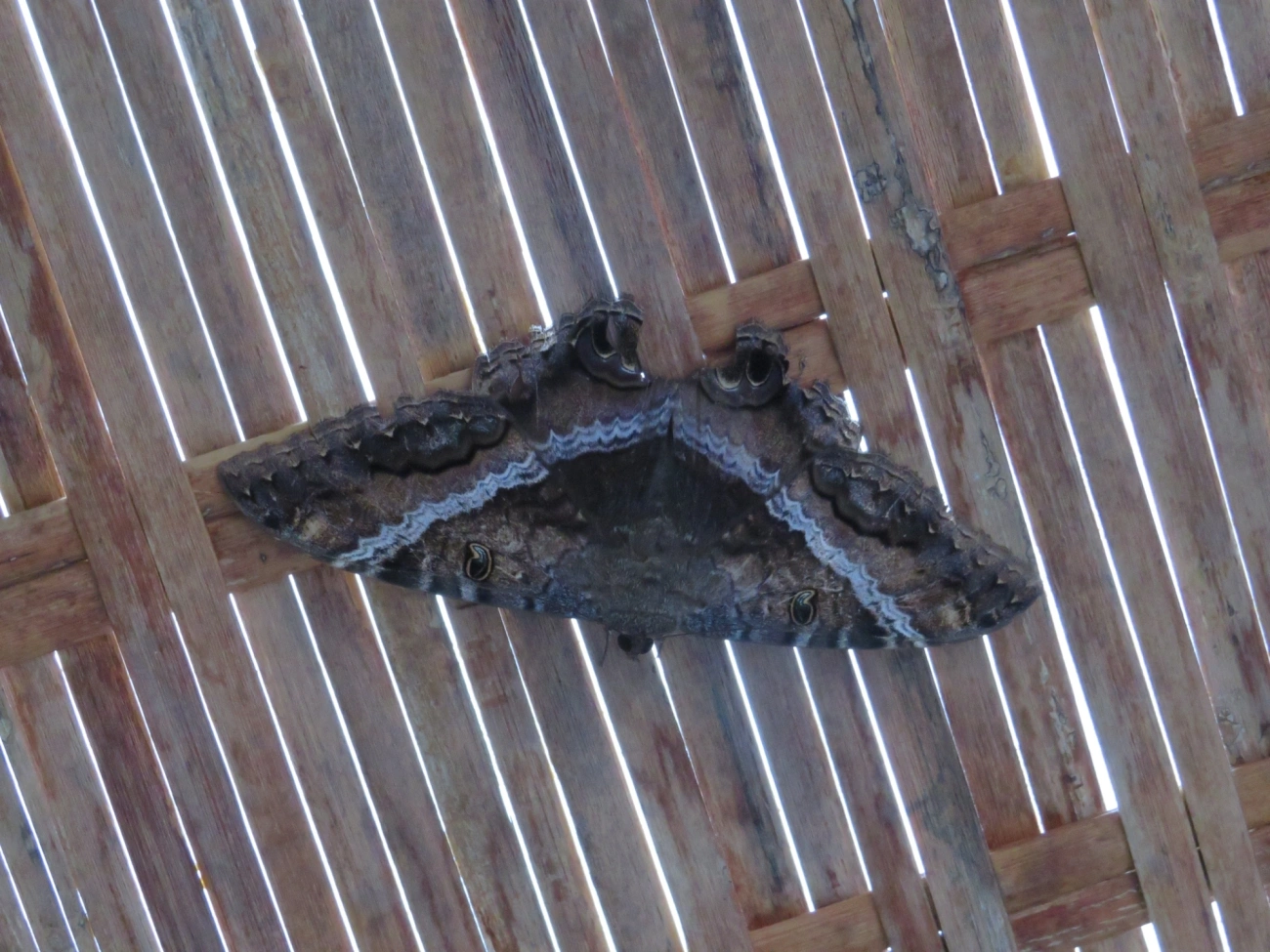 Bruxa-negra (Ascalapha odorata), insetos, fotografado em Maresias, São Sebastião