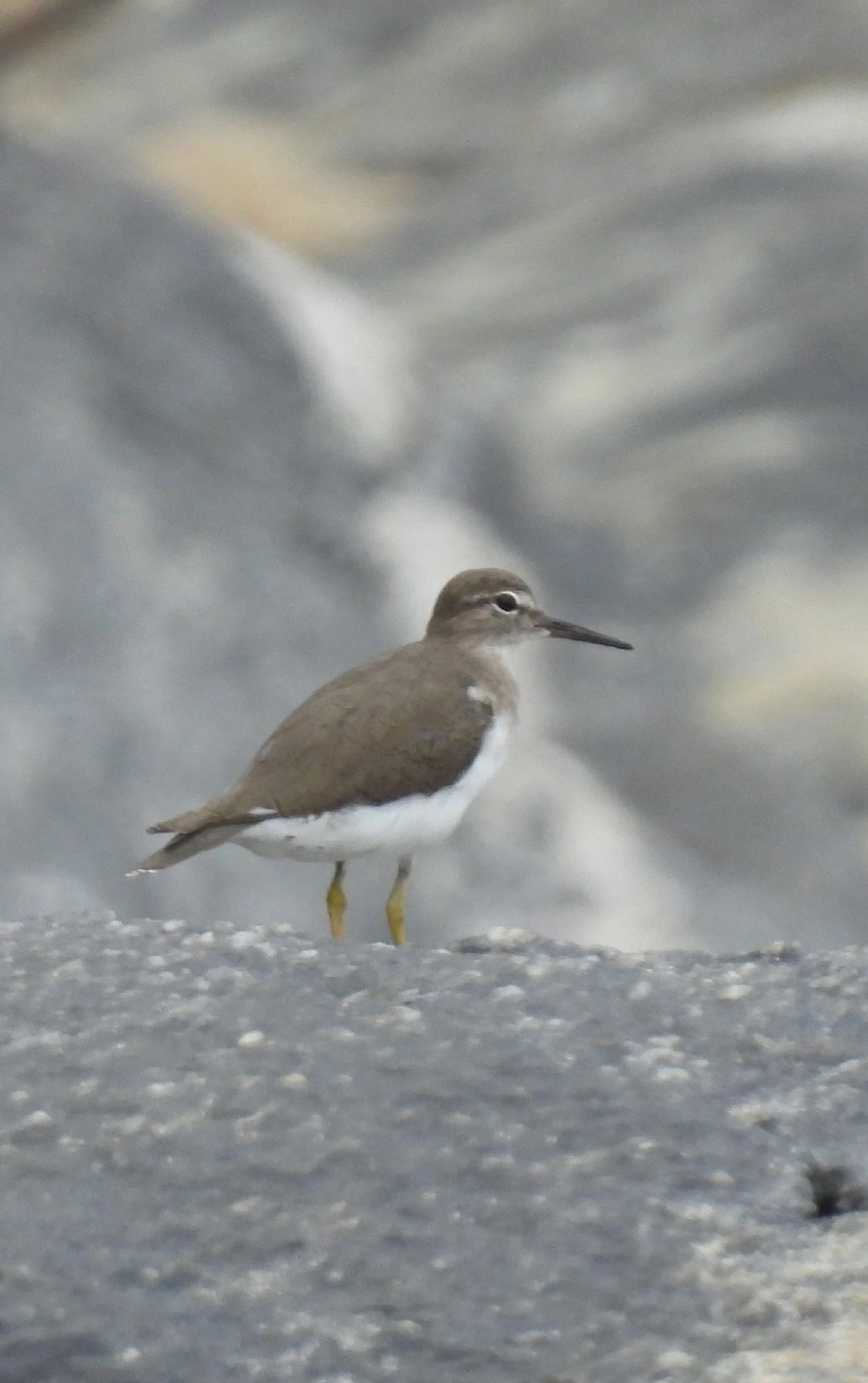 Maçarico-pintado (Actitis macularius), aves, fotografado em São Sebastião