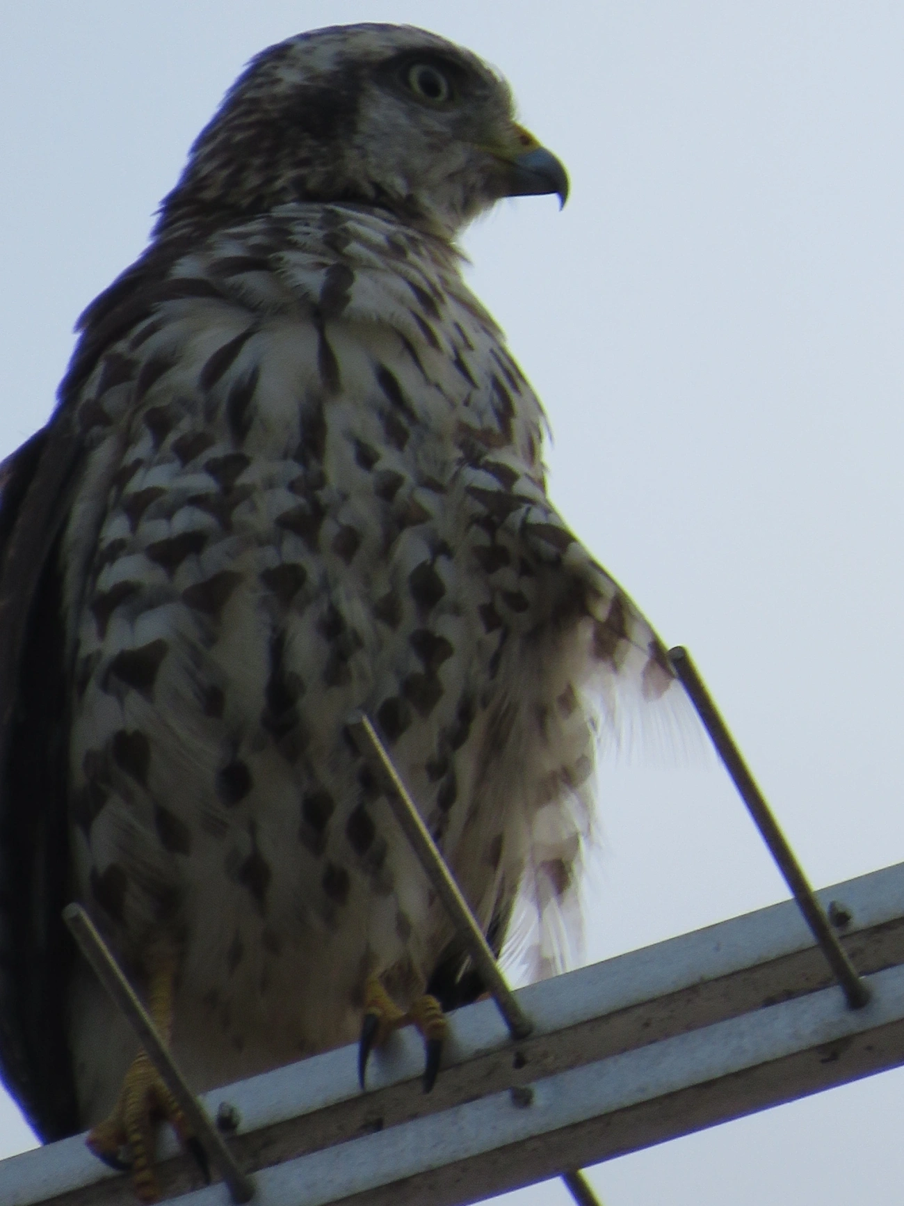 Gavião-carijó (Rupornis magnirostris), aves, fotografado em São Sebastião