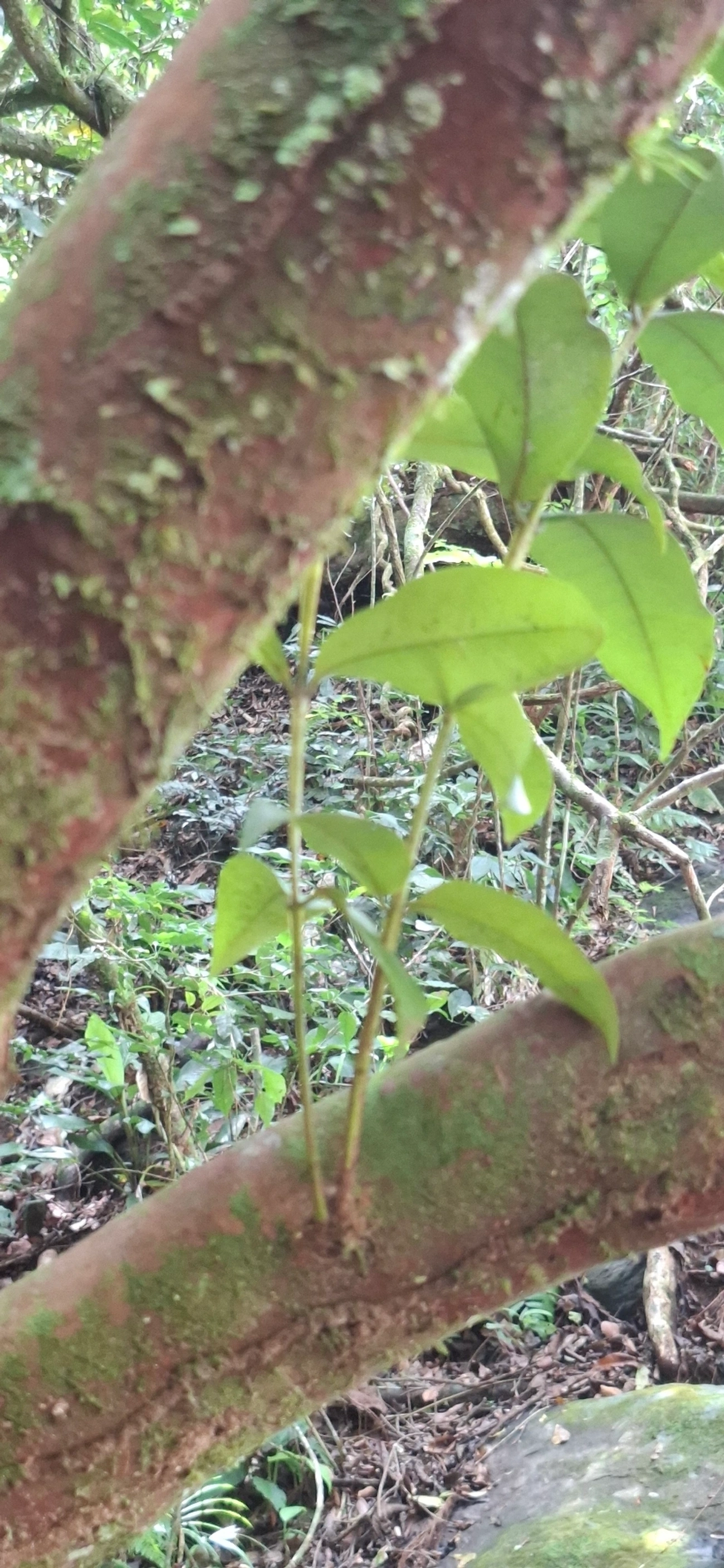 Uvaia-vermelha-da-mata-atlântica (Eugenia pisiformis), plantas, fotografado em São Sebastião